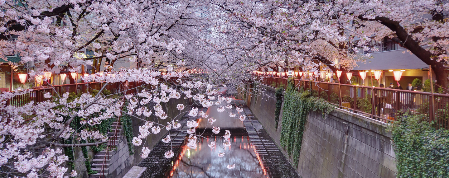 tokyo_cherry_blossom_river