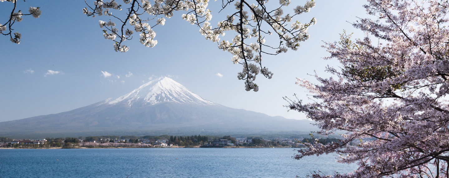 sakurajima_volcano_cherry_blossom