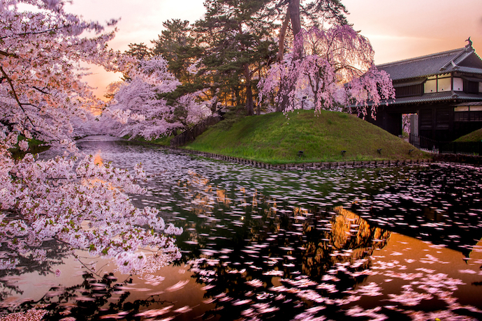 aomori_castle_cherry_blossom