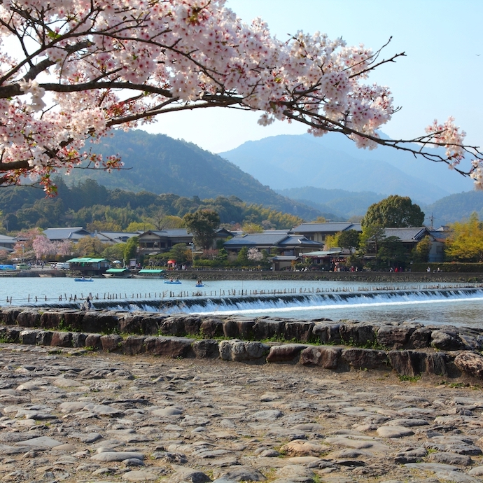 arashiyama cherry blossom