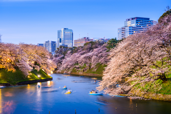 chidorigafuchi park cherry blossom