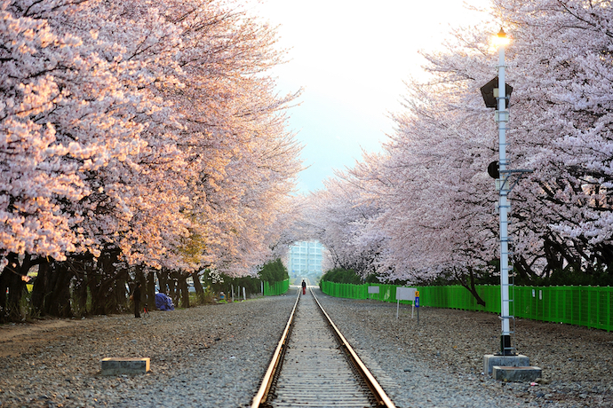 jinhae_gyeonghwa_station_cherry_blossom