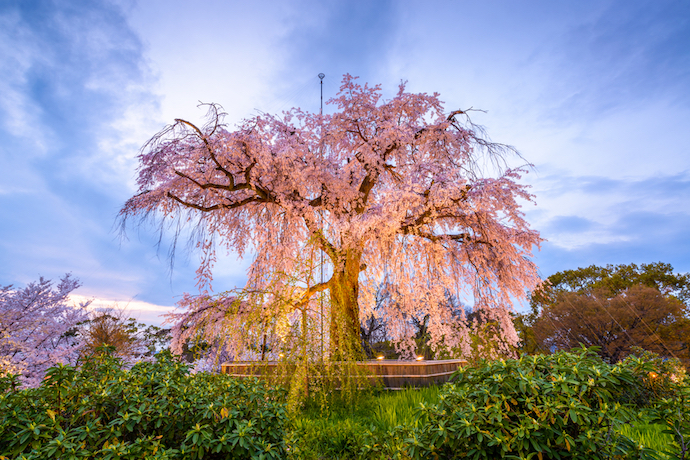 maruyama_park_kyoto_cherry_blossom_tree