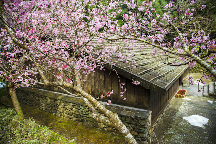 nantou_formosa_village_cherry_blossom - 벚꽃 축제