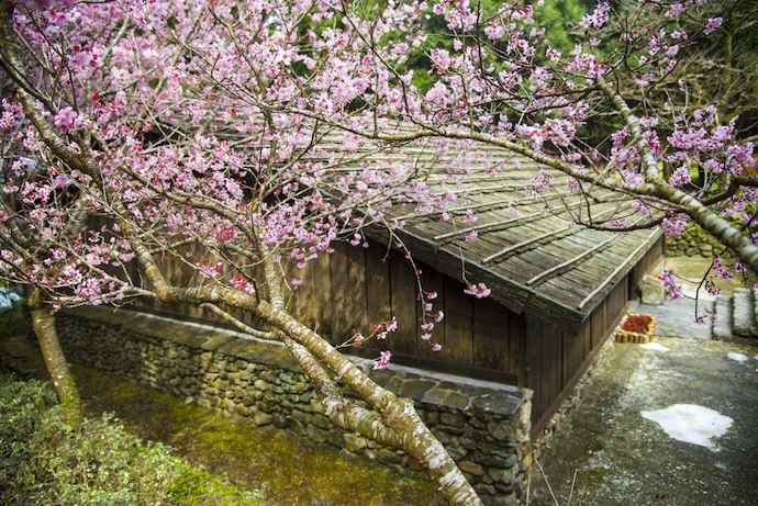 nantou_formosa_village_cherry_blossom