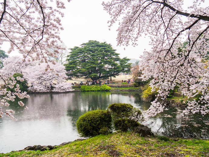 shinjuku park cherry blossom
