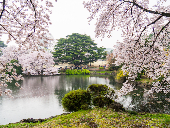 shinjuku_gyoen_cherry_blossom