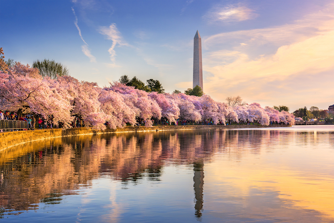 washington_dc_national_cherry_blossom_festival