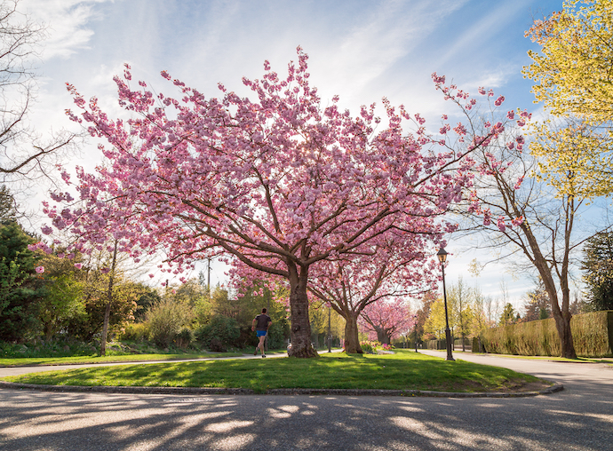 vancouver cherry blossom