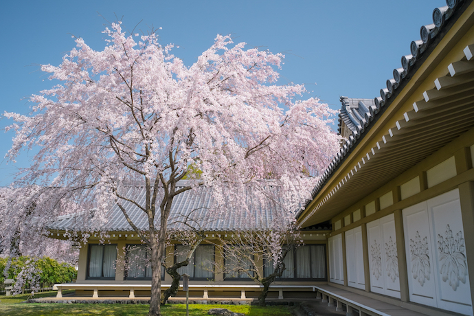 daigoji_cherry_blossom 