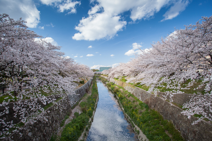 nagoya river cherry blossom