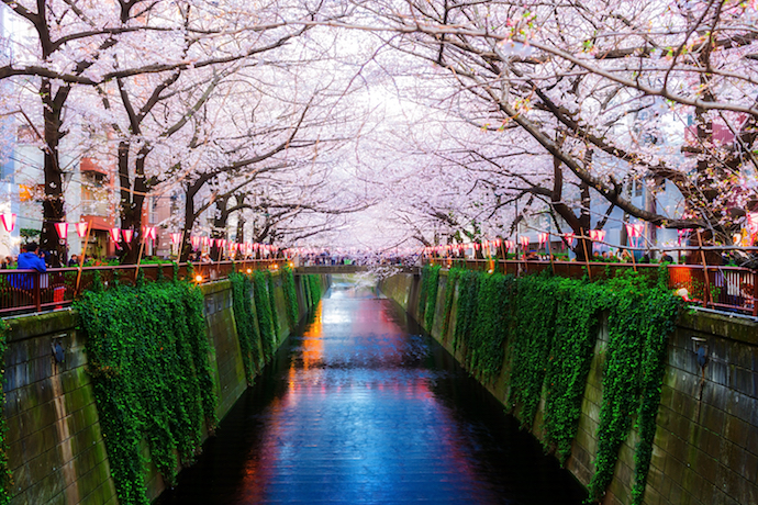 tokyo ueno river cherry blossom