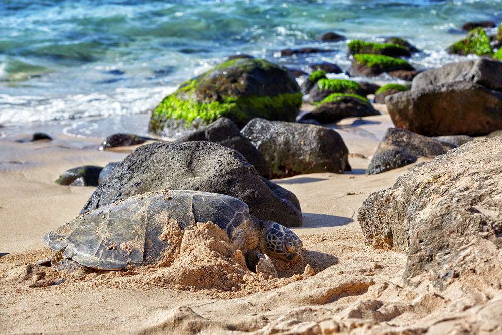 laniakea_hawaii_sea_turtle