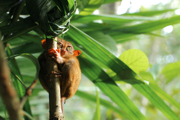 Tarsier in Bohol