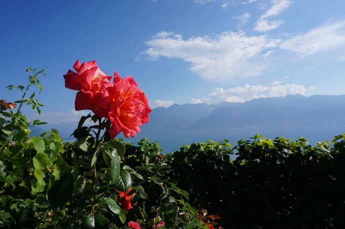 Red flow on the Lake Geneva trekking path - 스위스 소도시