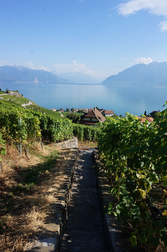 Lavaux Winery