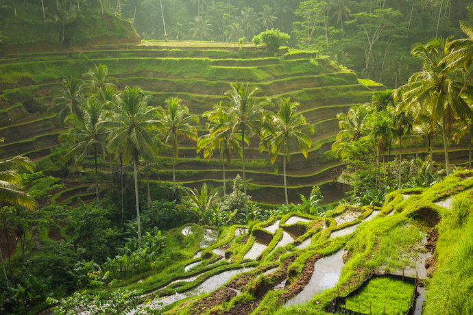 Beautiful rice terraces in Ubud