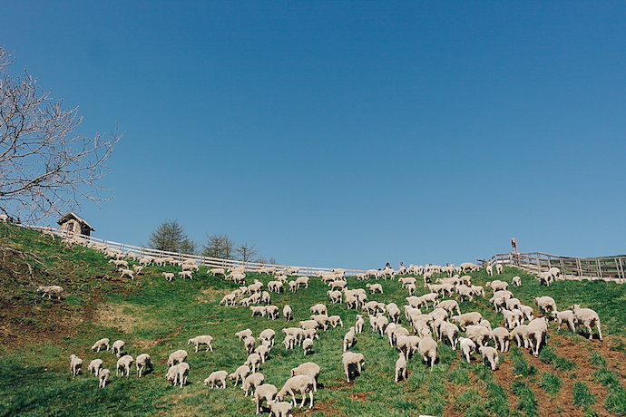 Daegwallyeong's Sheep Farm