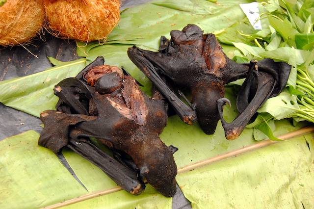 인도네시아 과일박쥐 수프
