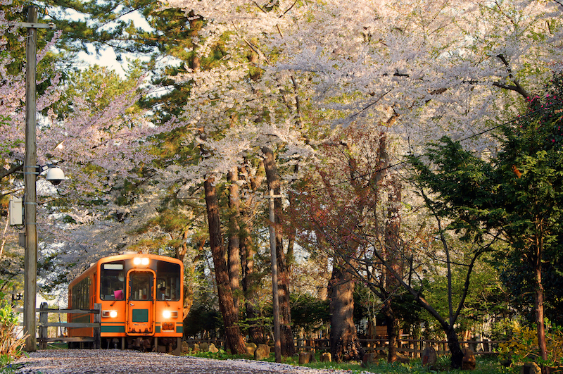 일본 벚꽃 여행 가이드 - 아오모리