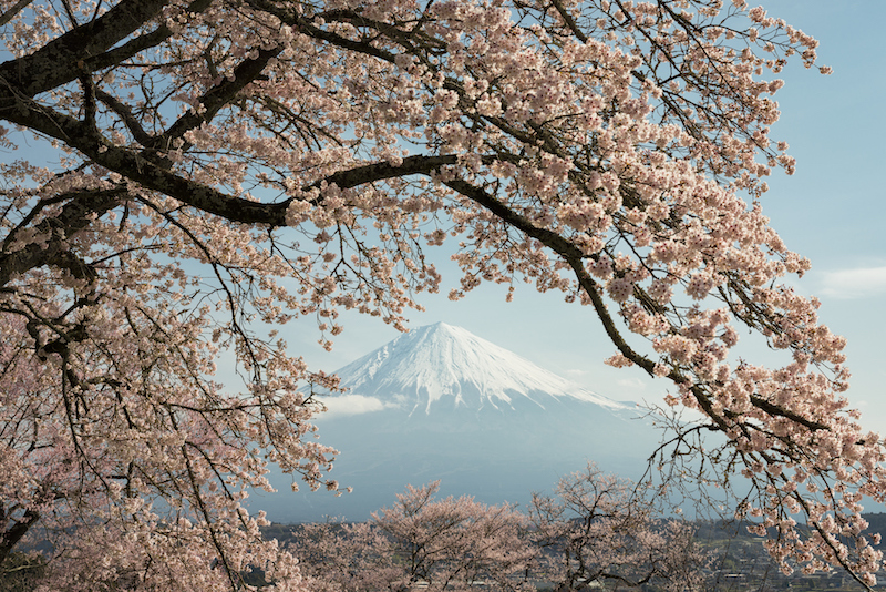 일본 벚꽃 여행 가이드 - 시즈오카