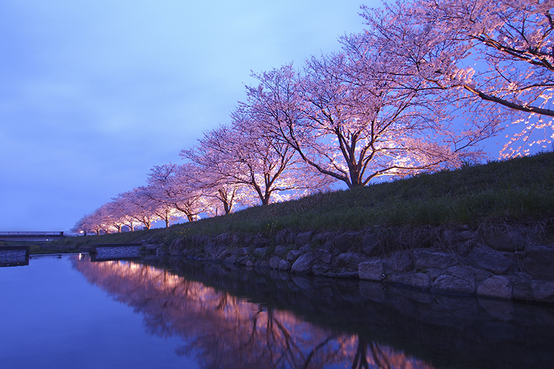 일본 벚꽃 여행 가이드 - 후쿠오카