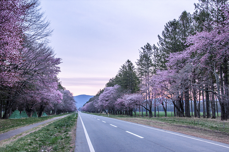 일본 벚꽃 여행 가이드 - 홋카이도