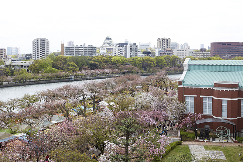일본 벚꽃 여행 가이드 - 오사카