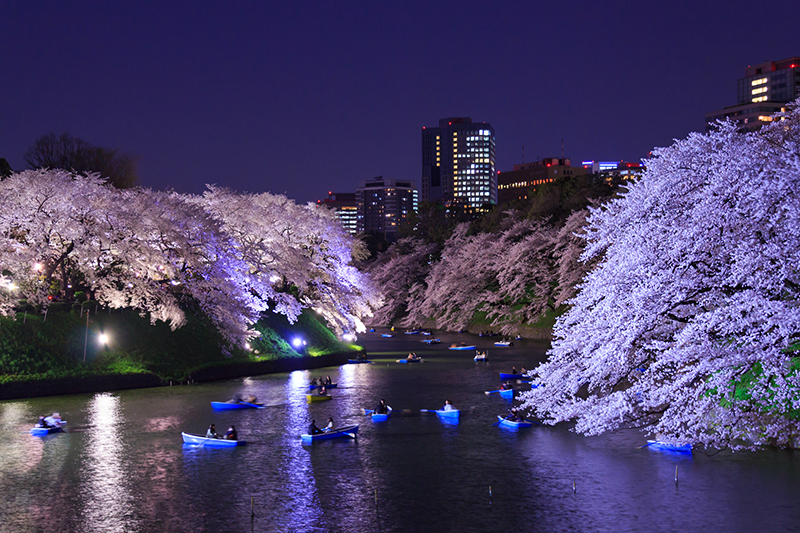일본 벚꽃 여행 가이드 - 도쿄