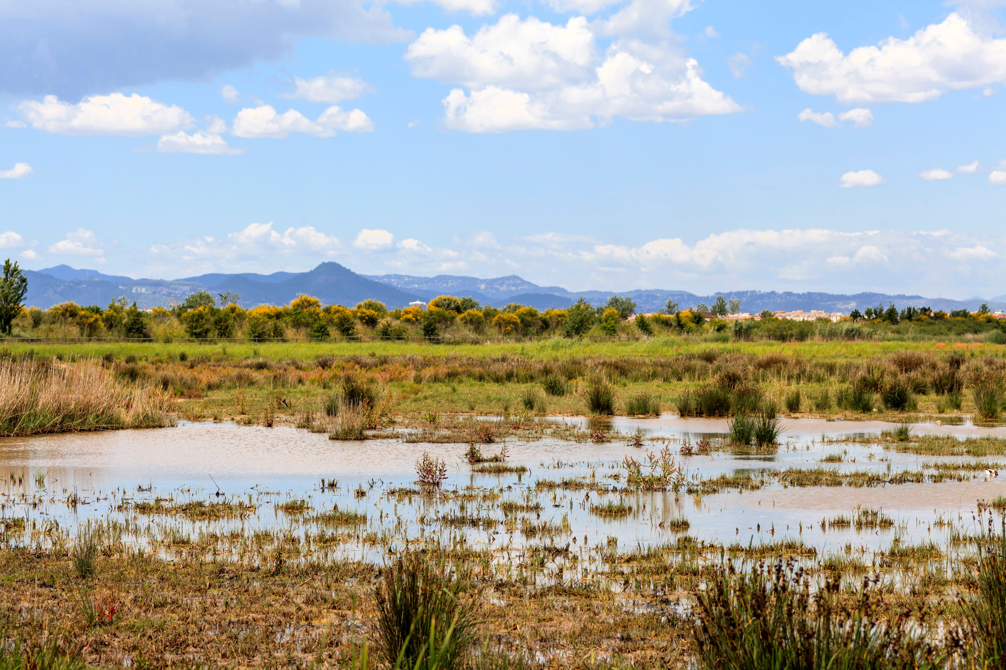 엘프라트 데 로브레가트 렌터카