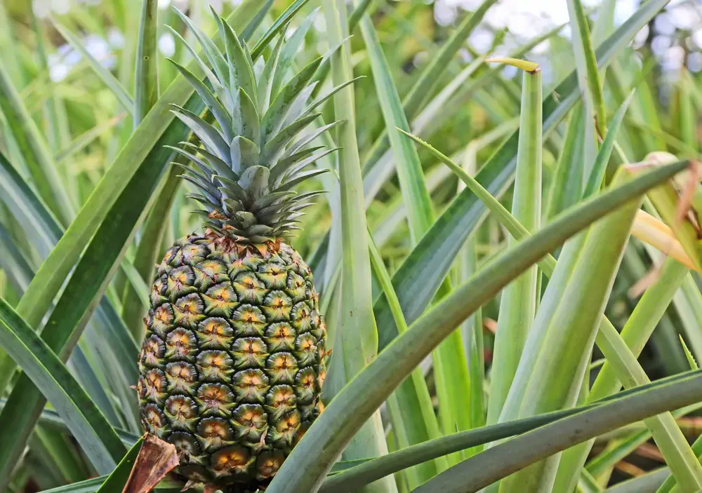 dole_plantation_oahu_hawaii