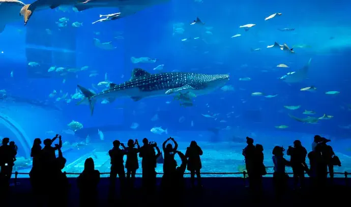 okinawa_churaumi_aquarium