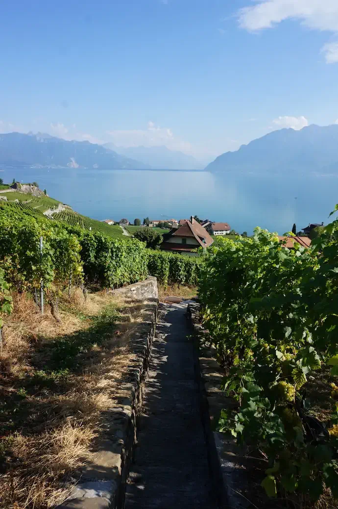 Lavaux Winery