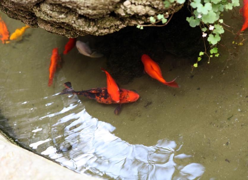 기타 사진