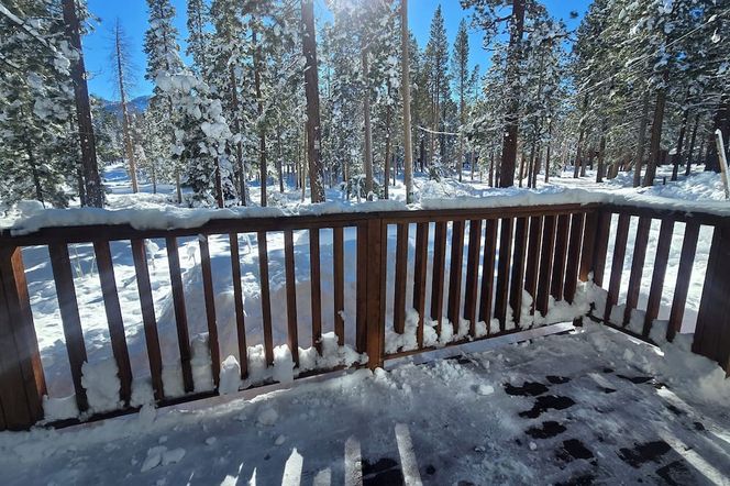 시나몬 베어 인